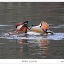 원앙 이미지