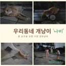 우리동네개냥이 네이버블로그