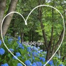 아산참요양병원 | - 사슴히의 나들이 : 아산 숨은 수국명소 진짜 후기 (파란 수국맛집, 수국사진 찍기 좋은 곳, 꽃사진...