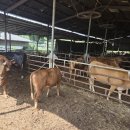 오천축사 이미지