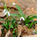 스노우드롭 이미지