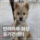 진북동-12(자원봉사센터) | 반려마루 화성 유기견센터 봉사활동 후기｜견사 청소부터 산책까지