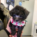 도그라이프 | 애견분양 대구 중구 봉산동 도그라이프 대구강아지분양 위치 가격 후기