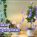 보라 폭죽이 팡팡! 삭소롬 예쁘게 보기 I 외목대 수형 만들기 + 꽃 많이 피우는 방법 + 커버 화분 추천 이미지