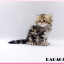 광주캐터리 이미지