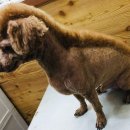 더사랑할개 이미지