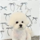 멍세권 | 청주애견미용 우리 아이를 위한 완벽한 휴식, 멍세권 체험기