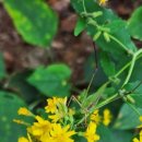 경기둘레길 여주32코스 이미지