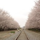 2017년 4월 16일 (일) 진해 시루봉 벚꽃 번개산행 (654m) 이미지