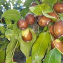 회인농장 이미지