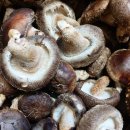 참나무원목표고버섯 (콜라 빵으로교환원합니다) 이미지