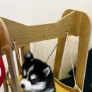 테일러퍼피 이미지