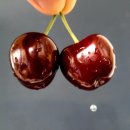 다육이랑 이미지