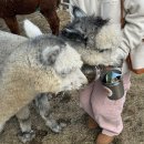 김포꽃소사육농장 | 남매여행 | 바람이 강타하면 타고 즐기며 나아간 제주도 5박 6일 뚜벅이 여행🍊 (2/2)