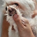 멍이랑몽이 미용 이미지