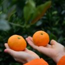 프리마트 이미지