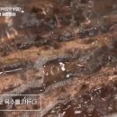 동대문닭한마리2 이미지