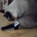 부산동물메디컬센터 | 부산 센텀동물메디컬센터 고양이 SDMA와 CRE 신장수치 ALT 간수치 초음파 검사 후기