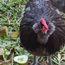 우석농장 2 이미지