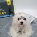 강아지패드/강아지대형패드/강아지배변패드추천 [몬트라움]프로도기 노스멜패드XL 추천해요♥