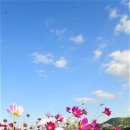 코스모스 이미지