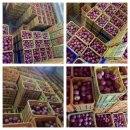 대성농장(3) 이미지