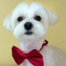 꽃남아 사랑해 이미지