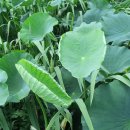 안심창조밸리 천천둘레길 이미지