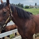 부마목장 이미지