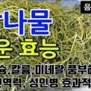 세발나물무침 세발나물 요리 봄나물 종류 이미지