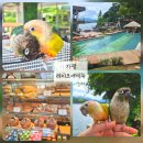 호반로 | [가평] 앵무새와 함께한 가평레이크애비뉴 카페