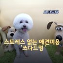 쓰다드멍 | 애견미용 추천 ✂️ 스트레스 없는 애견미용 쓰다드멍 후기