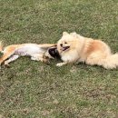 도그모루 애견유치원 이미지