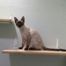 달과고양이 이미지