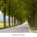 순창 메타세콰이어길 이미지