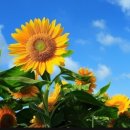 도곡약국 이미지