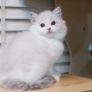 도로시캐터리 이미지