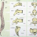 척추 (脊椎 vertebra) 이미지