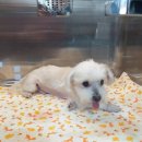 대곡동물병원 이미지