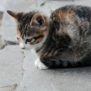 동글동글 이미지