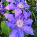 클레마티스 | [클레마티스] 클레마티스란?, 주요 품종, 키우는 방법, 장점 과 단점