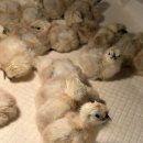 천안오골계농장 이미지