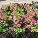 꽃수레화원 이미지