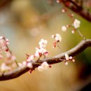 복숭아꽃살구꽃 이미지