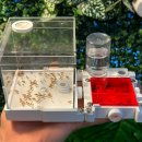 개미농장 2농장 이미지