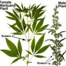 대마초의 음모 및 마리화나(대마초)의 합법화 이유 이미지