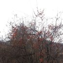 열매통신 Daum카페