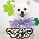 연두살롱 이미지