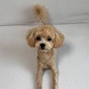 허그멍뭉이# 이미지