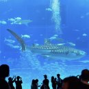 2023-06-0006 | 일본여행 오키나와 첫째날_나하공항, OTS렌트카, 쿄다휴게소, 플리퍼, 나키진성, 추라우미빌리지, 빅...